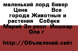 маленький лорд бивер › Цена ­ 10 000 - Все города Животные и растения » Собаки   . Марий Эл респ.,Йошкар-Ола г.